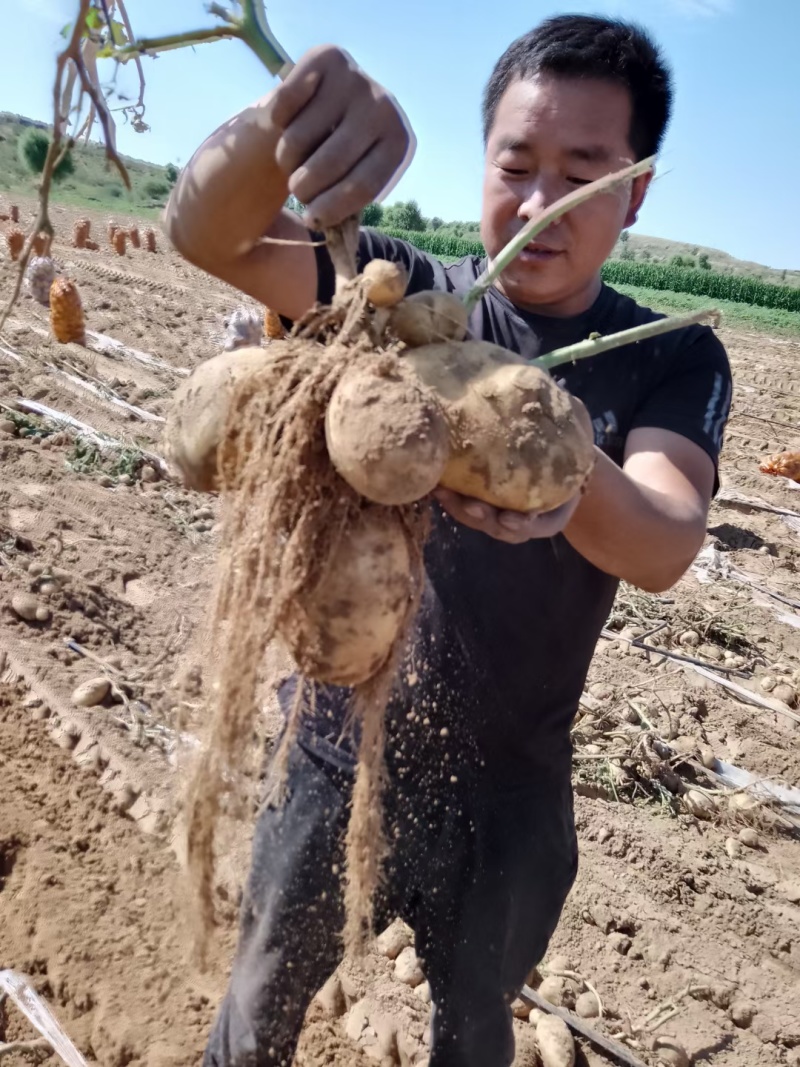 河南开封荷兰十五土豆，精品3两以上颜色好无虫眼