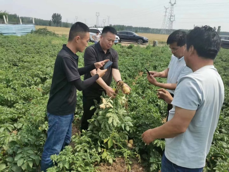 河南开封荷兰十五土豆，精品3两以上颜色好无虫眼