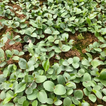八角芽苗，优质八角小苗可以出圃了，数量30万株，价格实惠