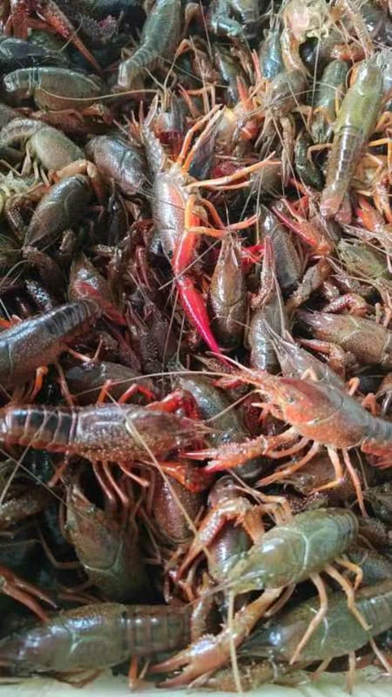 青红虾，跌价中湖北龙虾产地直发一手货源欢迎选购