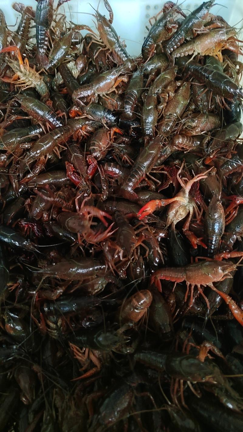 青红虾，跌价中湖北龙虾产地直发一手货源欢迎选购