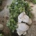 八角芽苗，优质八角小苗可以出圃了，数量30万株，价格实惠
