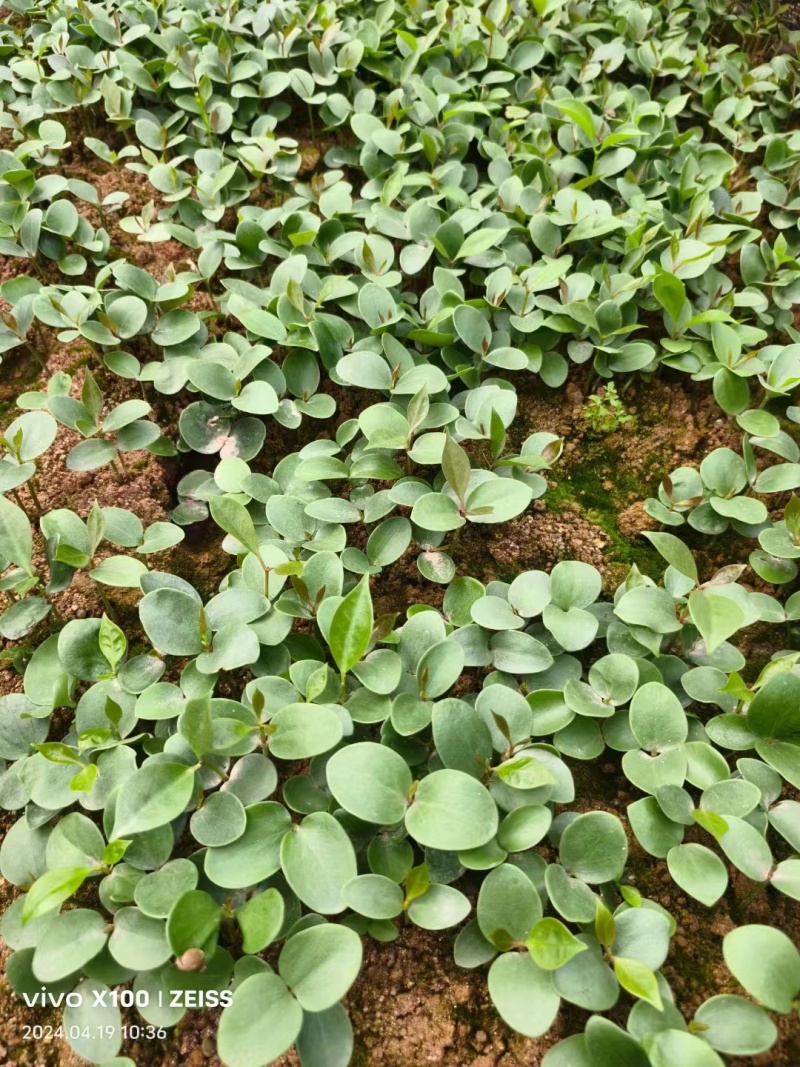 八角芽苗，优质八角小苗可以出圃了，数量30万株，价格实惠