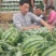 美都无籽西瓜全国产地供应货源充足对接各大平台电商商超