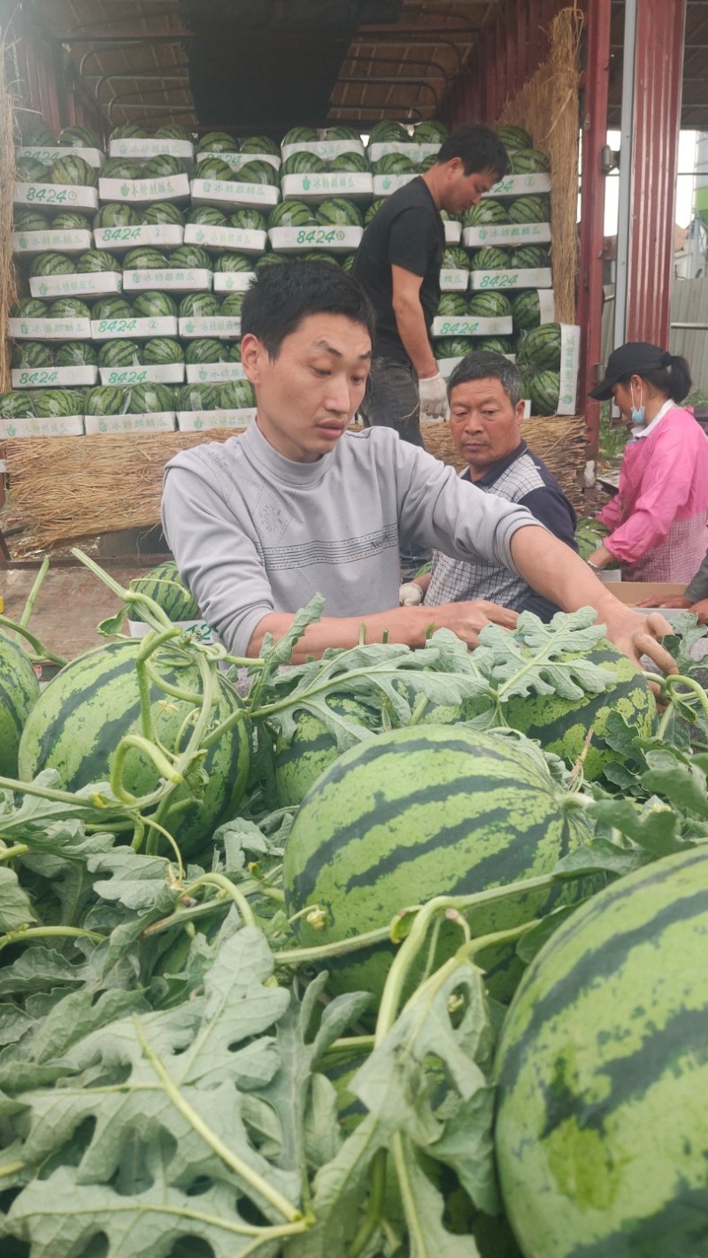 美都无籽西瓜全国产地供应货源充足对接各大平台电商商超