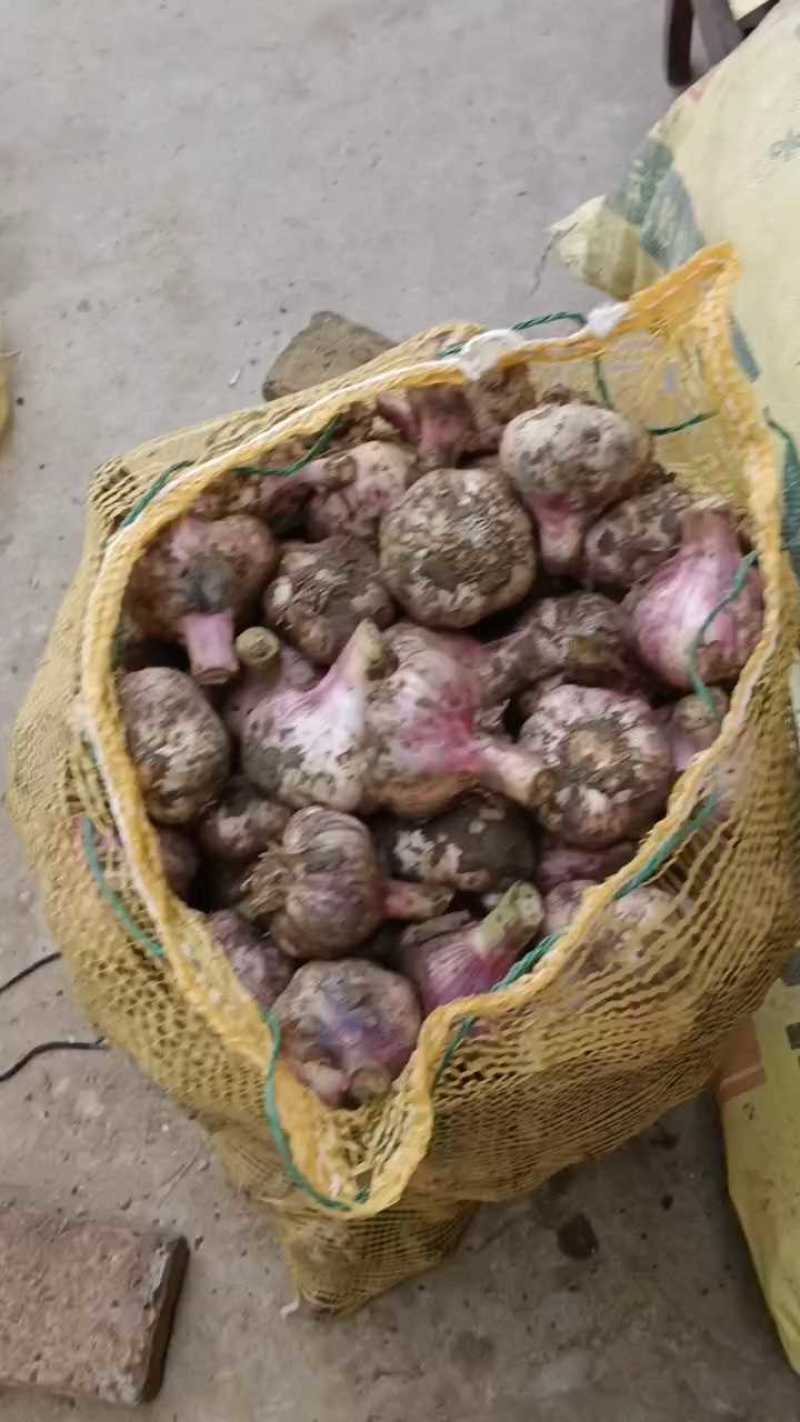 紫皮干蒜头富平紫皮红皮大蒜头产地直发