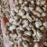 单剪香菇脚精品厂家直发质量保障