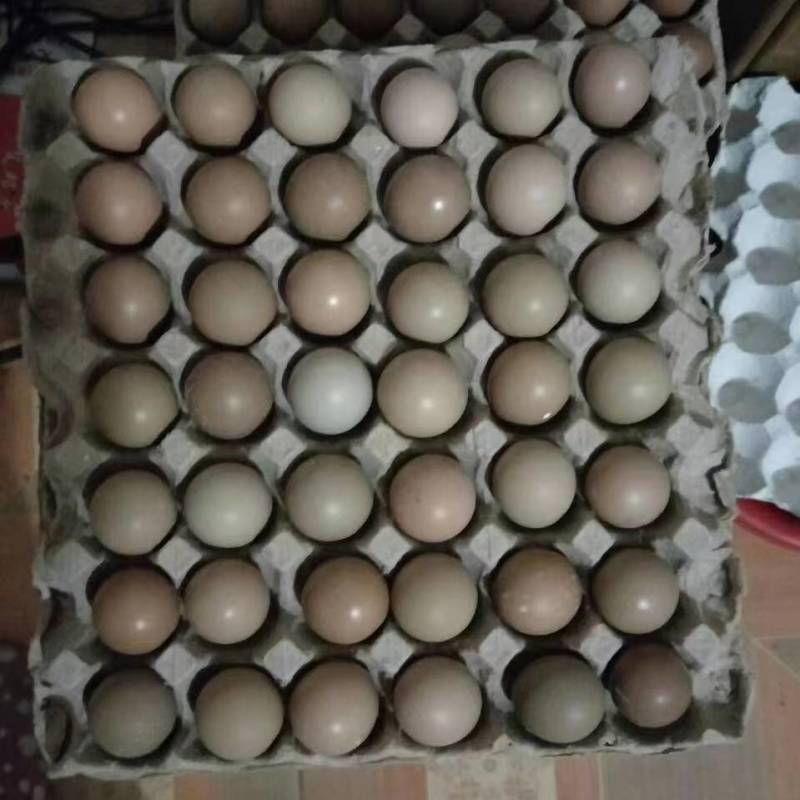 七彩山鸡蛋初生蛋基地供应量大质优价格优惠欢迎咨询采购