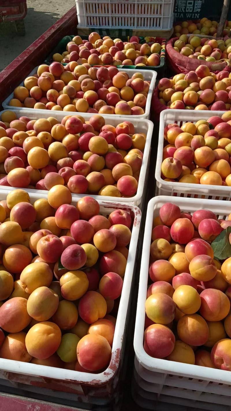 陕西大荔露天红杏，五月八号大量上市，开始预售。