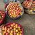 陕西大荔露天红杏，五月八号大量上市，开始预售。
