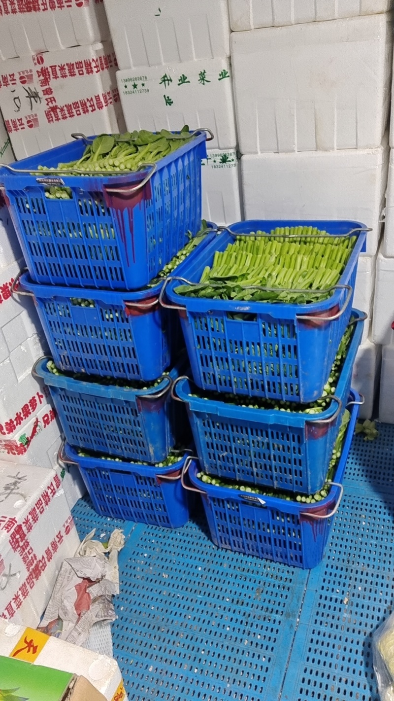 精品蔬菜
