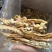 无硫玉兰笋条