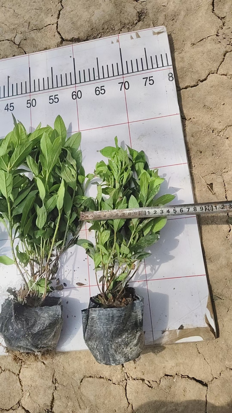 杜鹃夏娟紫鹝毛娟石岩杜鹃等基地销售各种绿化苗