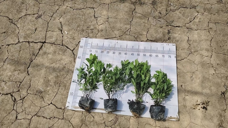 杜鹃夏娟紫鹝毛娟石岩杜鹃等基地销售各种绿化苗