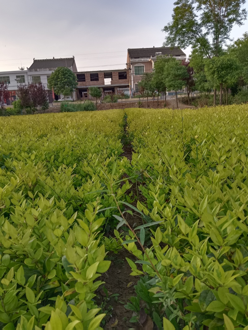 金森女贞杯苗