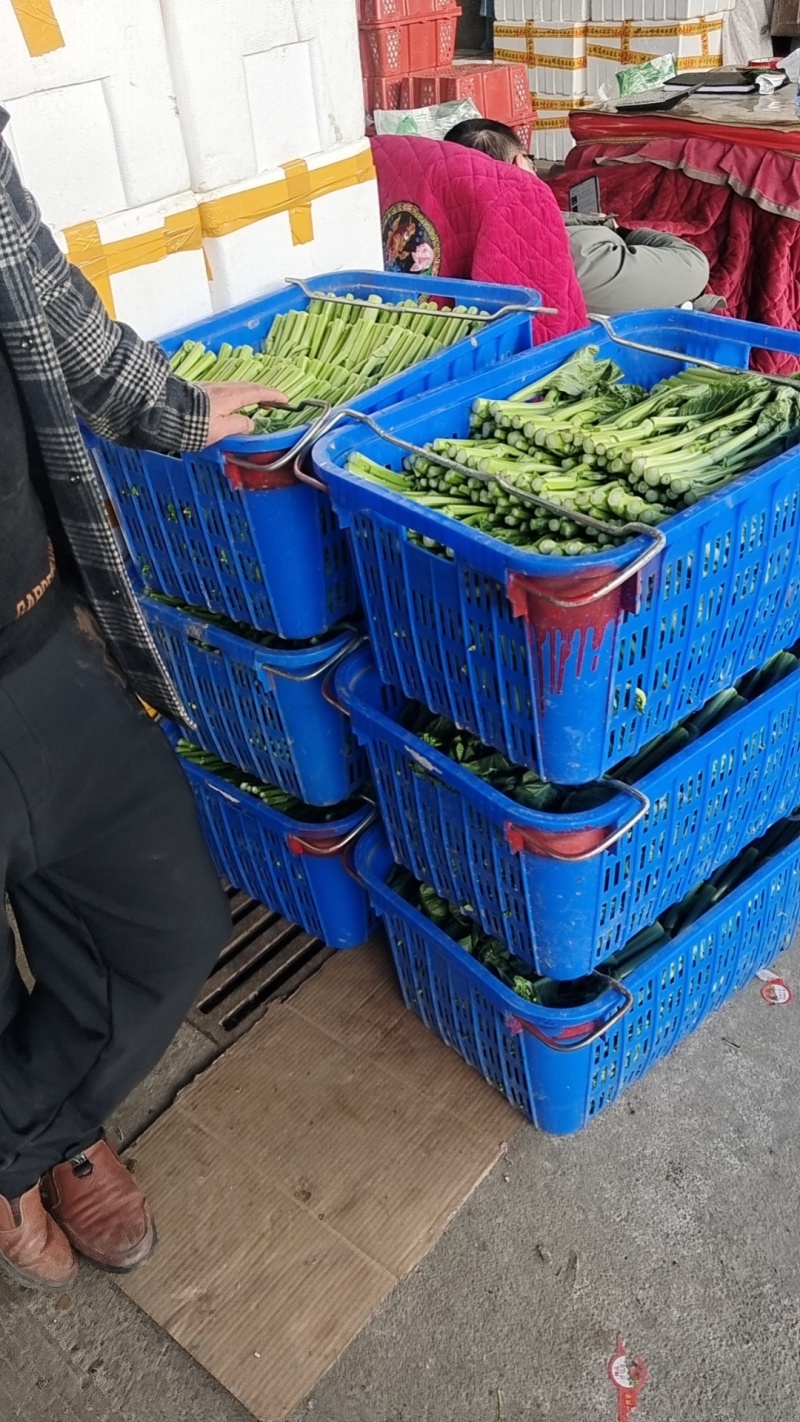 广东菜心