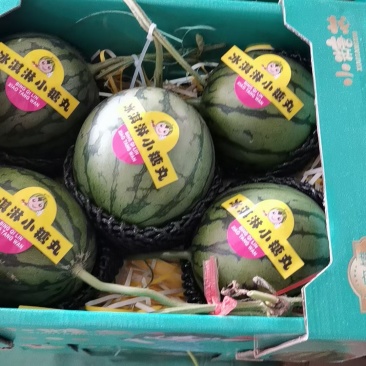 小吊瓜，全美2k西瓜大量现货，欢迎新老顾客详谈