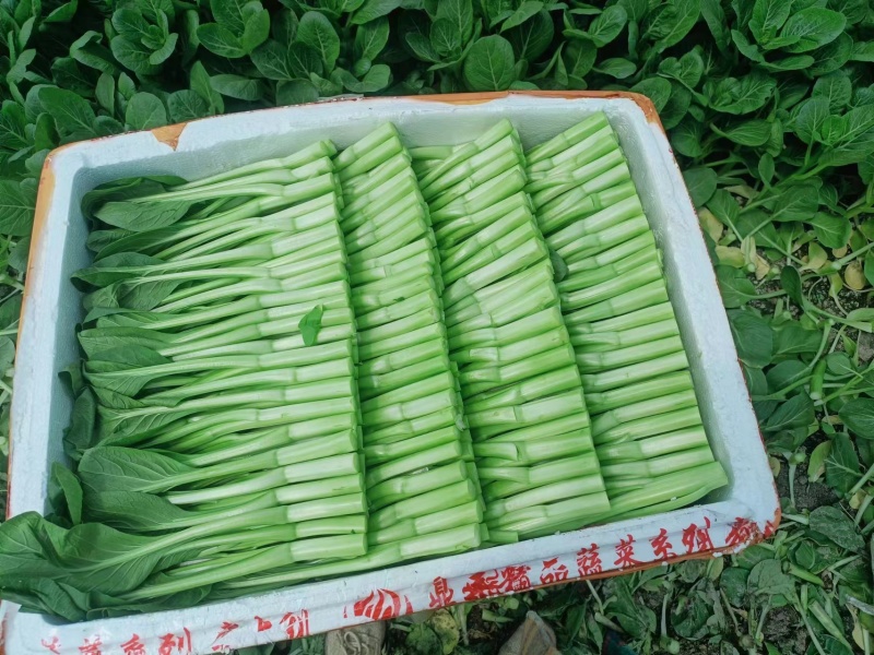 小白菜