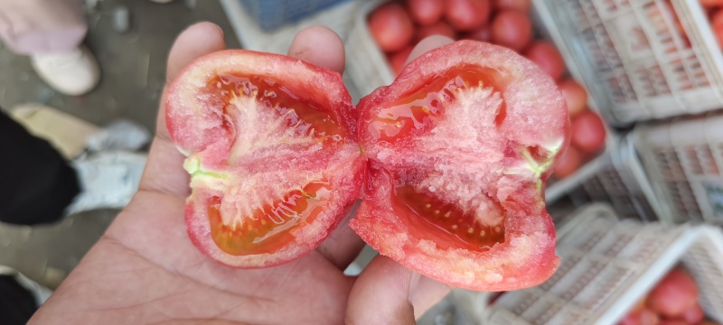 硬粉西红柿，水果普罗旺斯西红柿，软粉西红柿。