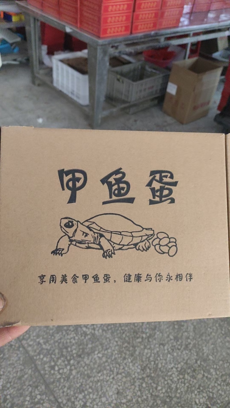 甲鱼蛋宝宝食用辅食营养高/产地直发/一件代发/可视频看货
