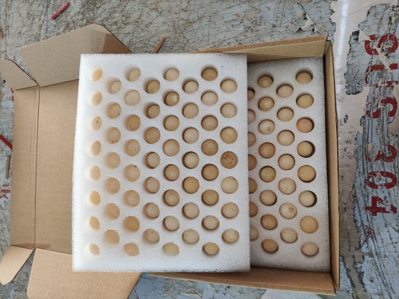 甲鱼蛋宝宝食用辅食营养高/产地直发/一件代发/可视频看货