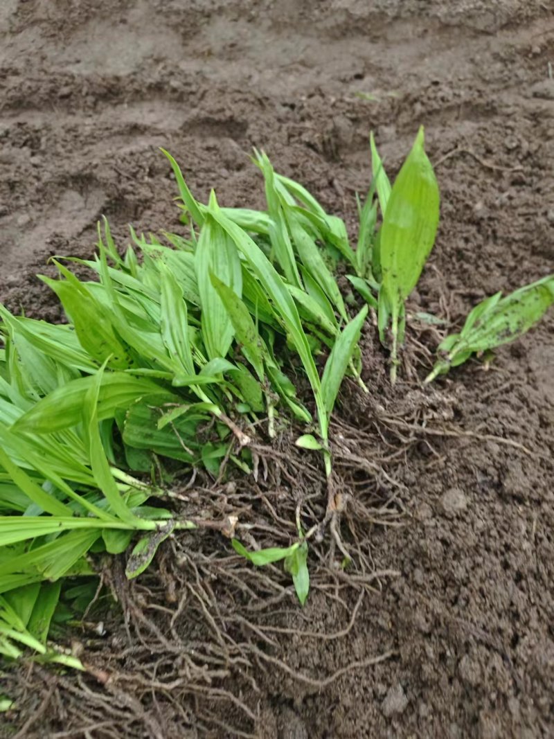 白芨苗紫花三叉大白芨（宽叶），药典品种。露天块茎驯化苗