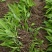 白芨苗紫花三叉大白芨（宽叶），药典品种。露天块茎驯化苗