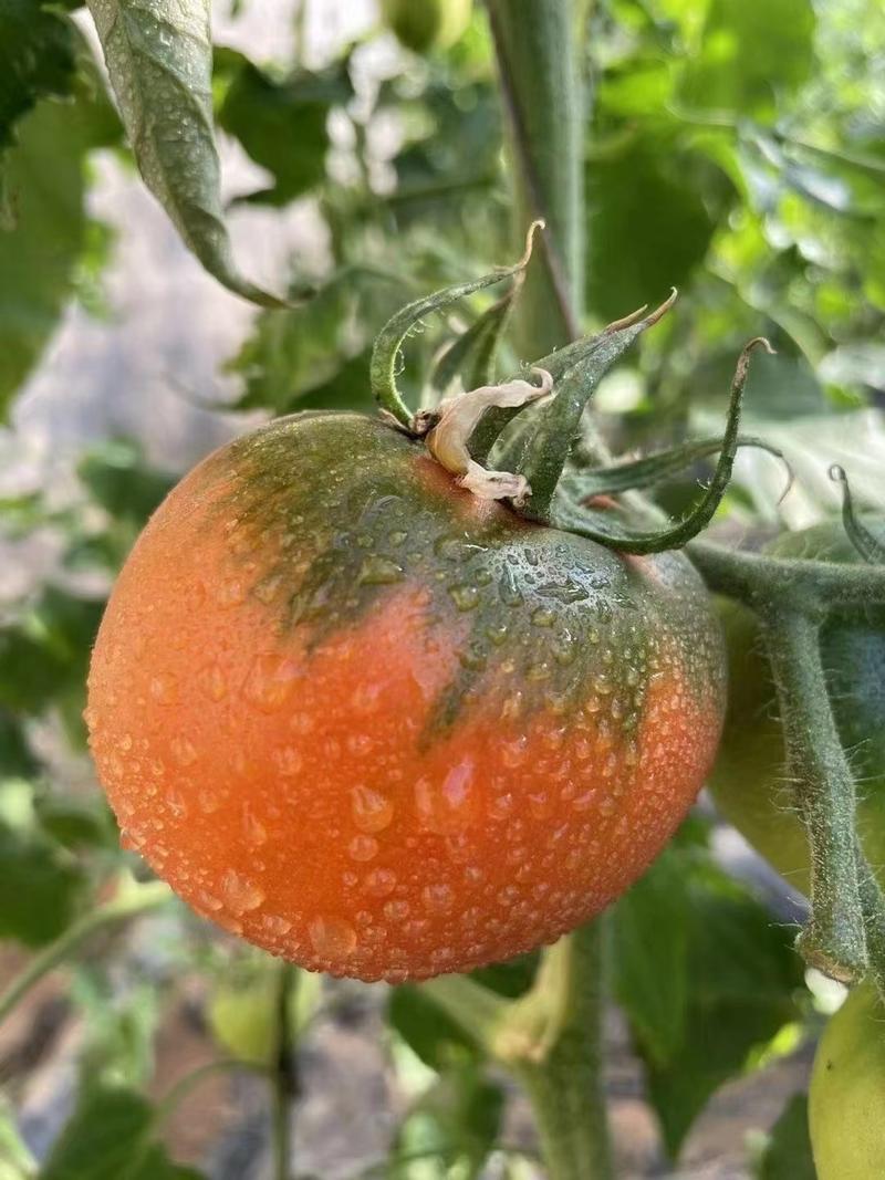 好吃的草莓柿子口感酸甜原产地直发品种优加