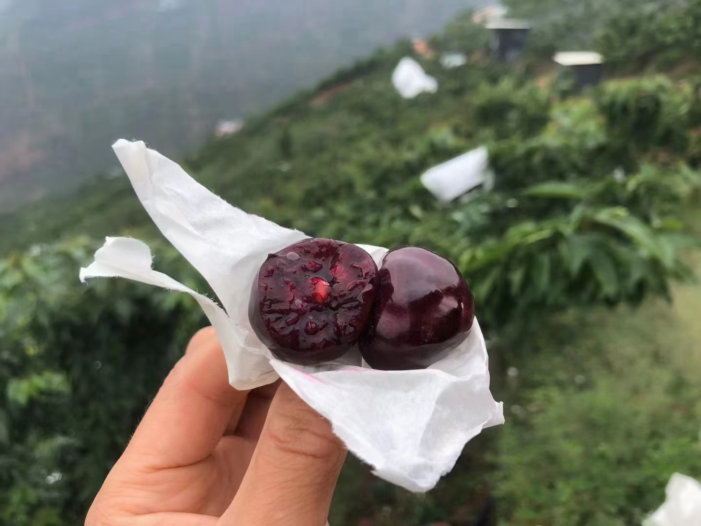 樱桃与车厘子对比图