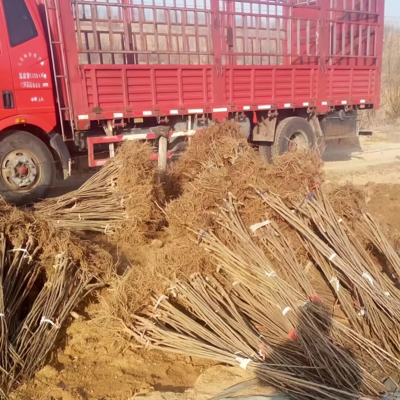 俄罗斯8号樱桃苗品种纯真基地直发根系发达成活率高