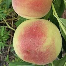 四川毛桃，红不软桃产区直发，开始预售五月中旬大量上市