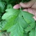艾草苗成活率高基地大量供货全过程技术指导欢迎您光临