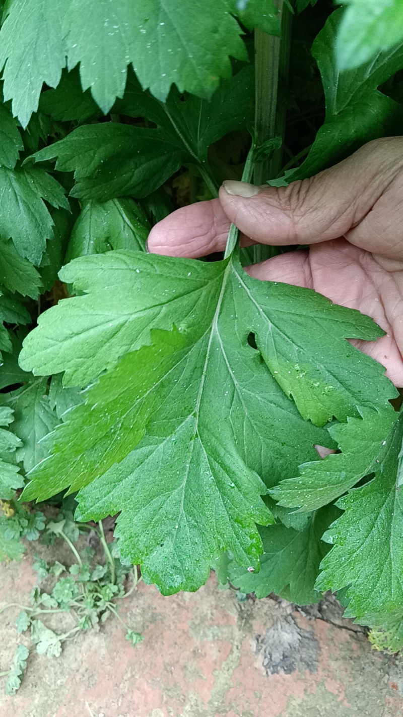 艾草苗成活率高基地大量供货全过程技术指导欢迎您光临