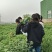 艾草苗成活率高基地大量供货全过程技术指导欢迎您光临
