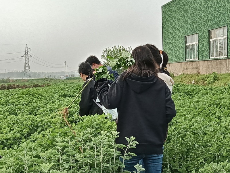 艾草苗成活率高基地大量供货全过程技术指导欢迎您光临