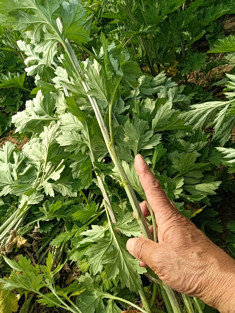 艾草苗成活率高基地大量供货全过程技术指导欢迎您光临