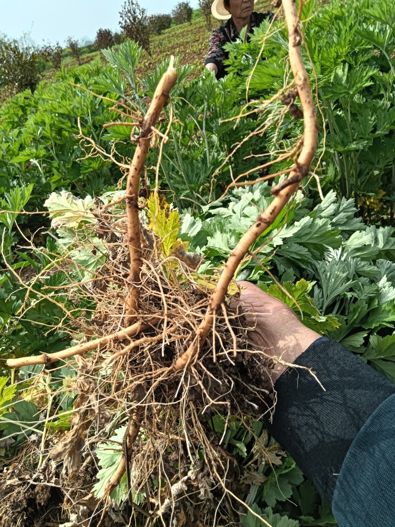 艾草苗成活率高基地大量供货全过程技术指导欢迎您光临