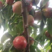 【甄选】云南白油桃大量新鲜供应，产区直发代发全国保质保量