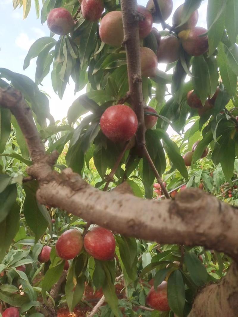 【甄选】云南白油桃大量新鲜供应，产区直发代发全国保质保量