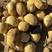 【推荐】湖北精品黄心土豆，一手货源充足，量大从优，规格齐全