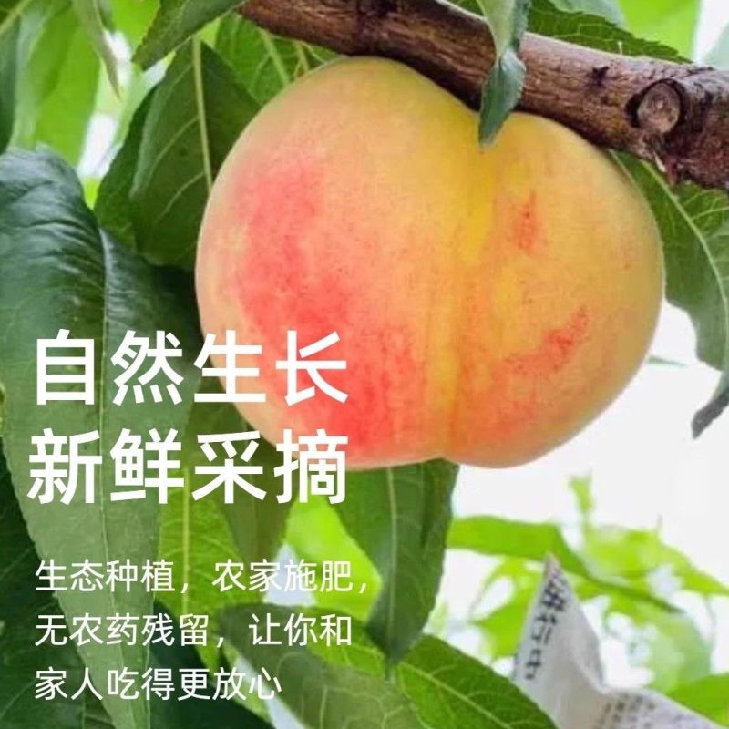 无锡阳山水蜜桃果园直发口感甘甜水多价格优惠