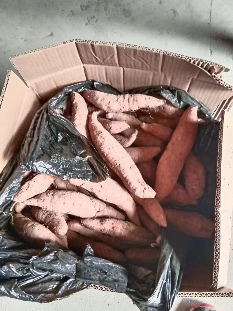 山东沙地白心红薯哈密红薯产地直发一手货源品质保证欢迎来电