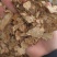 内蒙苍术，自产自销，气味大，含量足丹丹中药批发