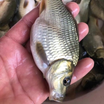 稻田荷苞鲤鱼苗