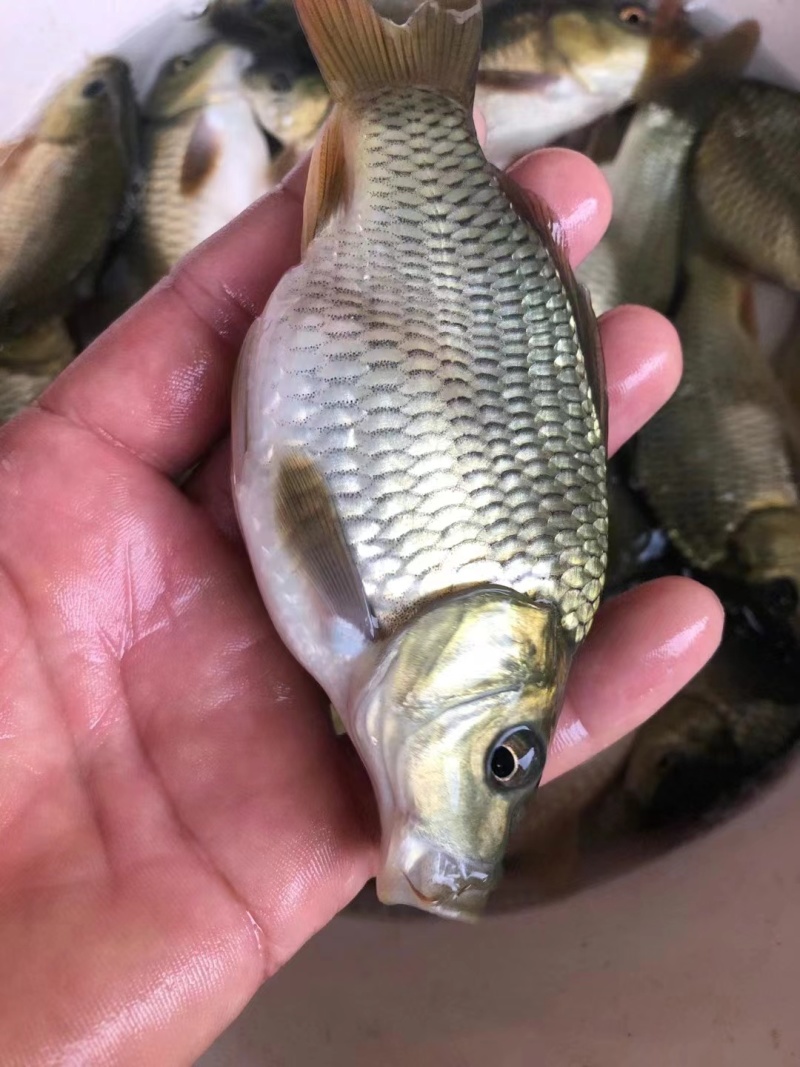 稻田荷苞鲤鱼苗