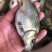 稻田荷苞鲤鱼苗