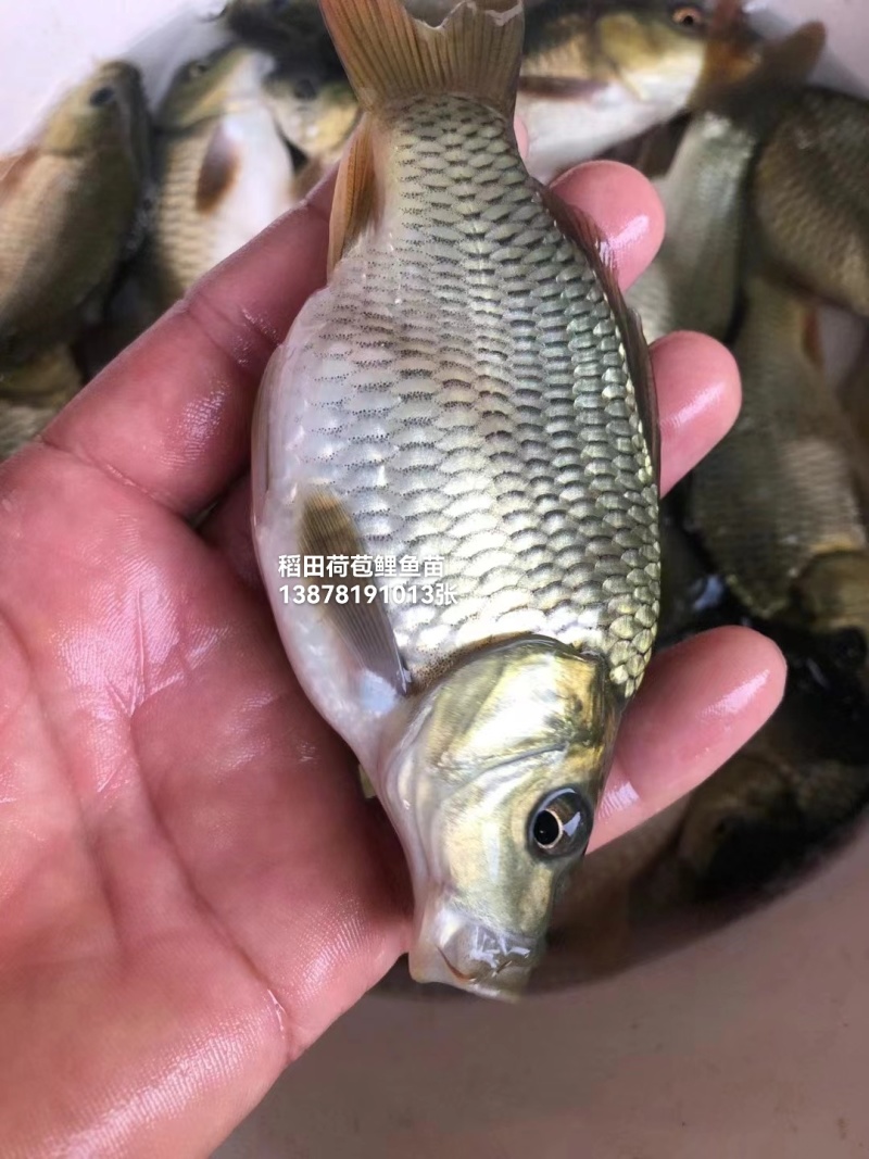 稻田荷苞鲤鱼苗