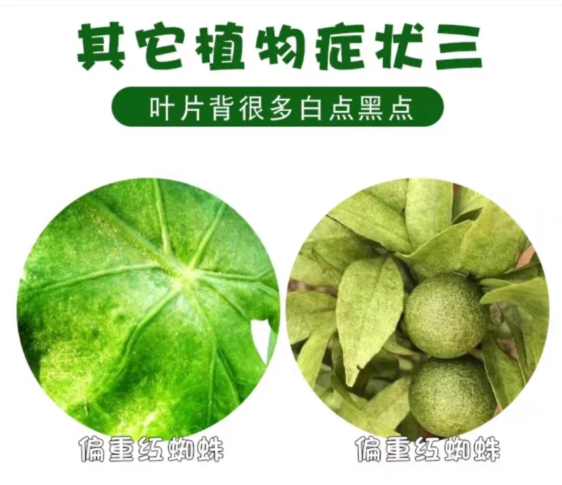 专打植物抗性红蜘蛛黄蜘蛛蓟马卵磷脂+脂肪醇聚乙烯醚