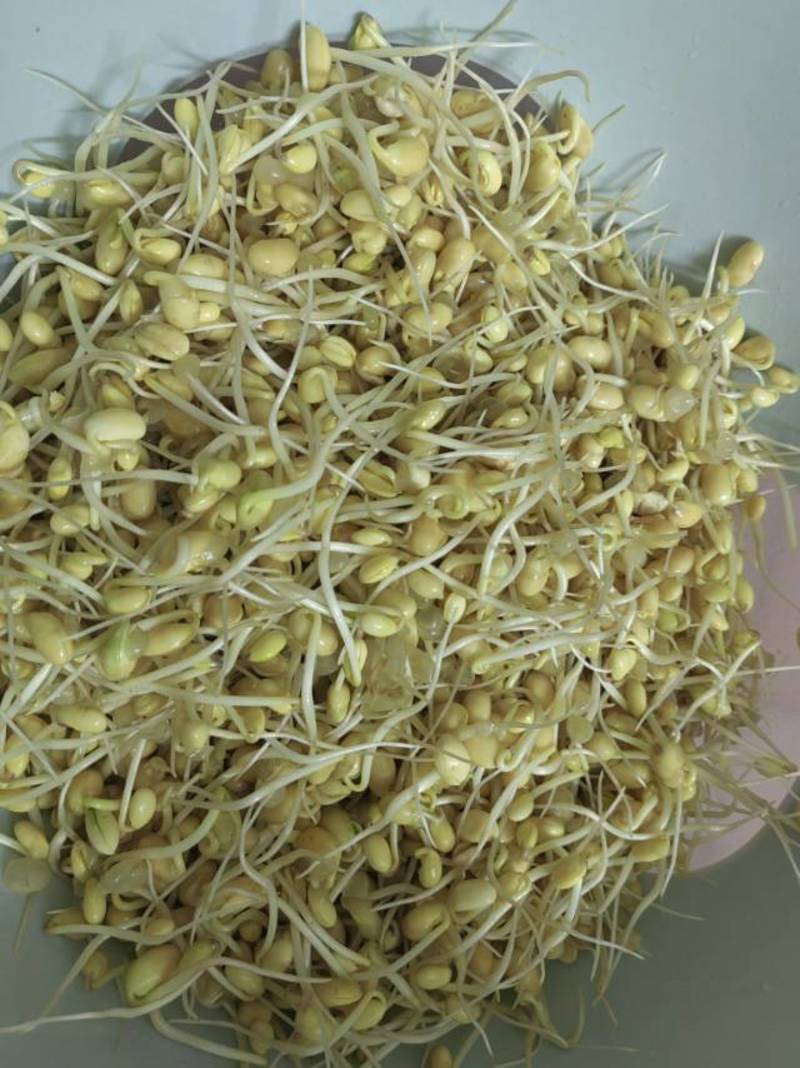 新鲜黄豆芽，东莞东城区当地产，品质保证，快来选购！