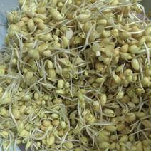 新鲜黄豆芽，东城区当地产，品质保证，快来选购！